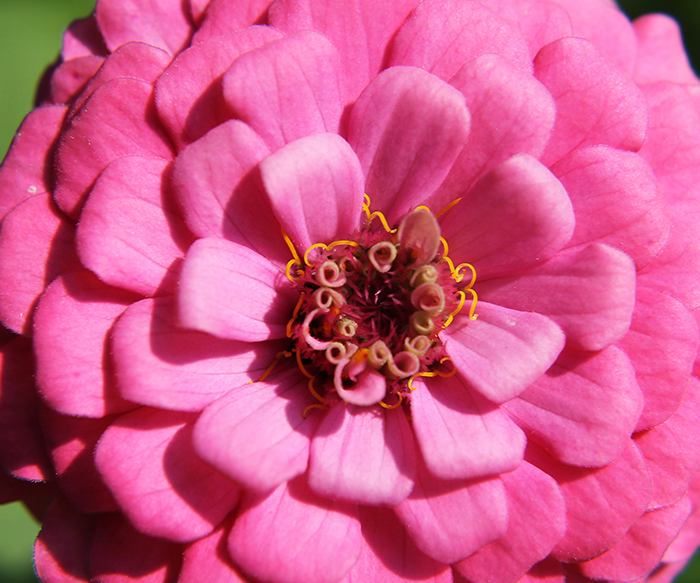 Macro shot of flower