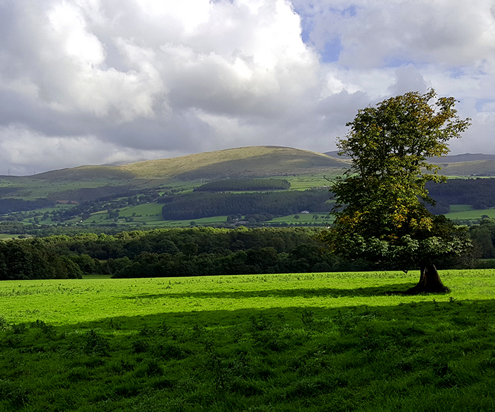 Welsh Fields